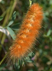 Virginian Ermine